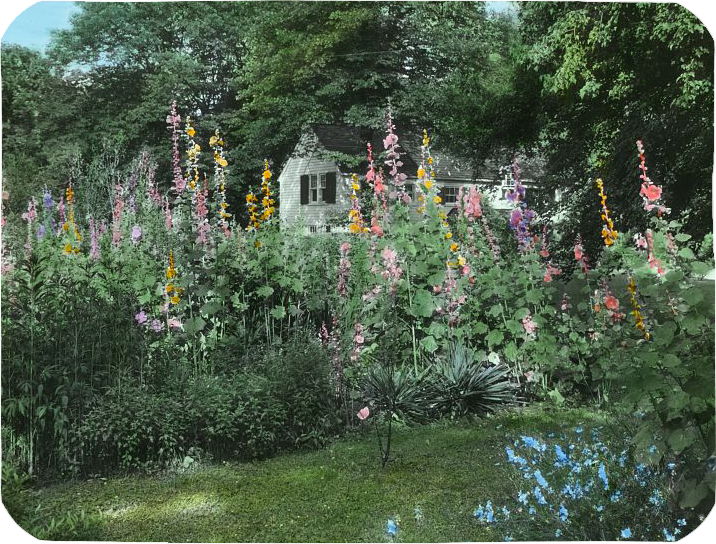 Flowers, Mary Ball Washington house, Fredericksburg