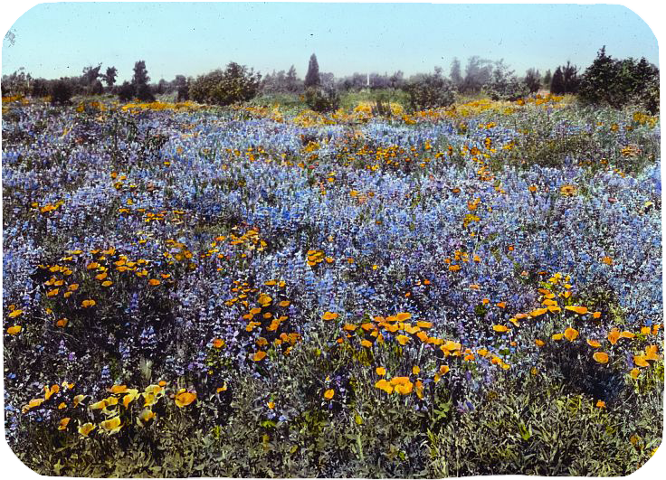 Field of poppies and lupin