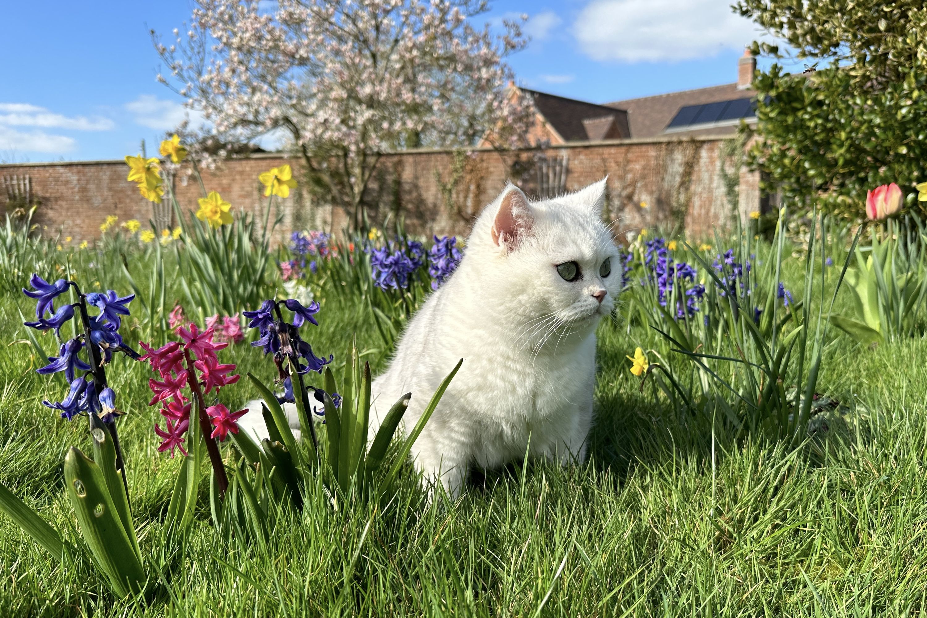 Rosalind among the flowers