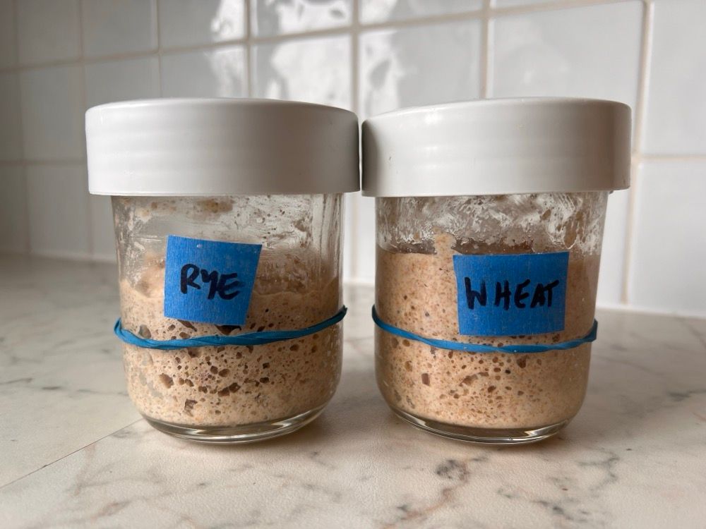 whole wheat and whole rye starters