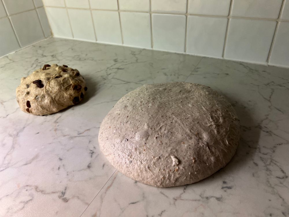 Both loaves after first shaping. The raisin loaf looks absurdly small.