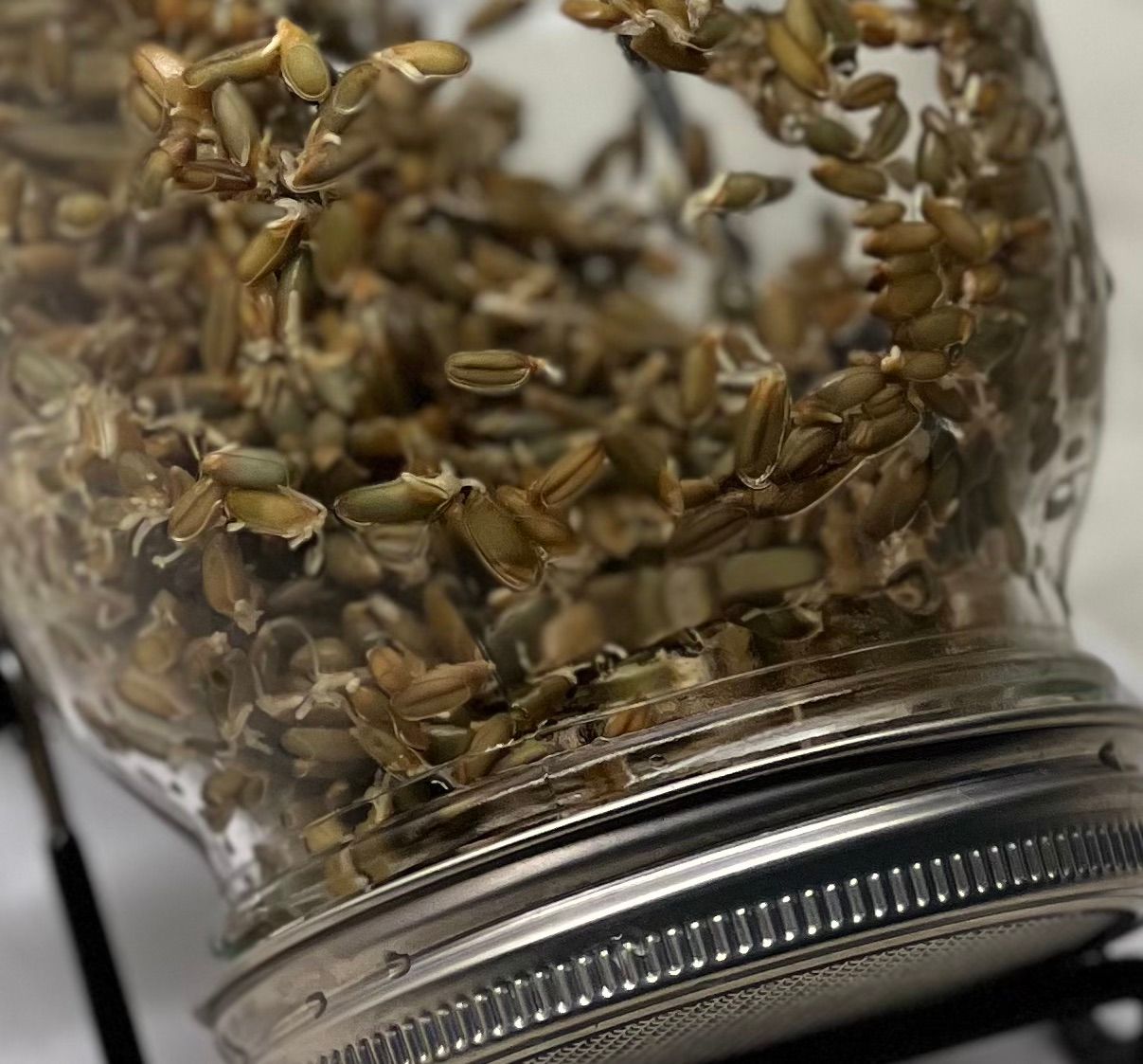 sprouting rye grains