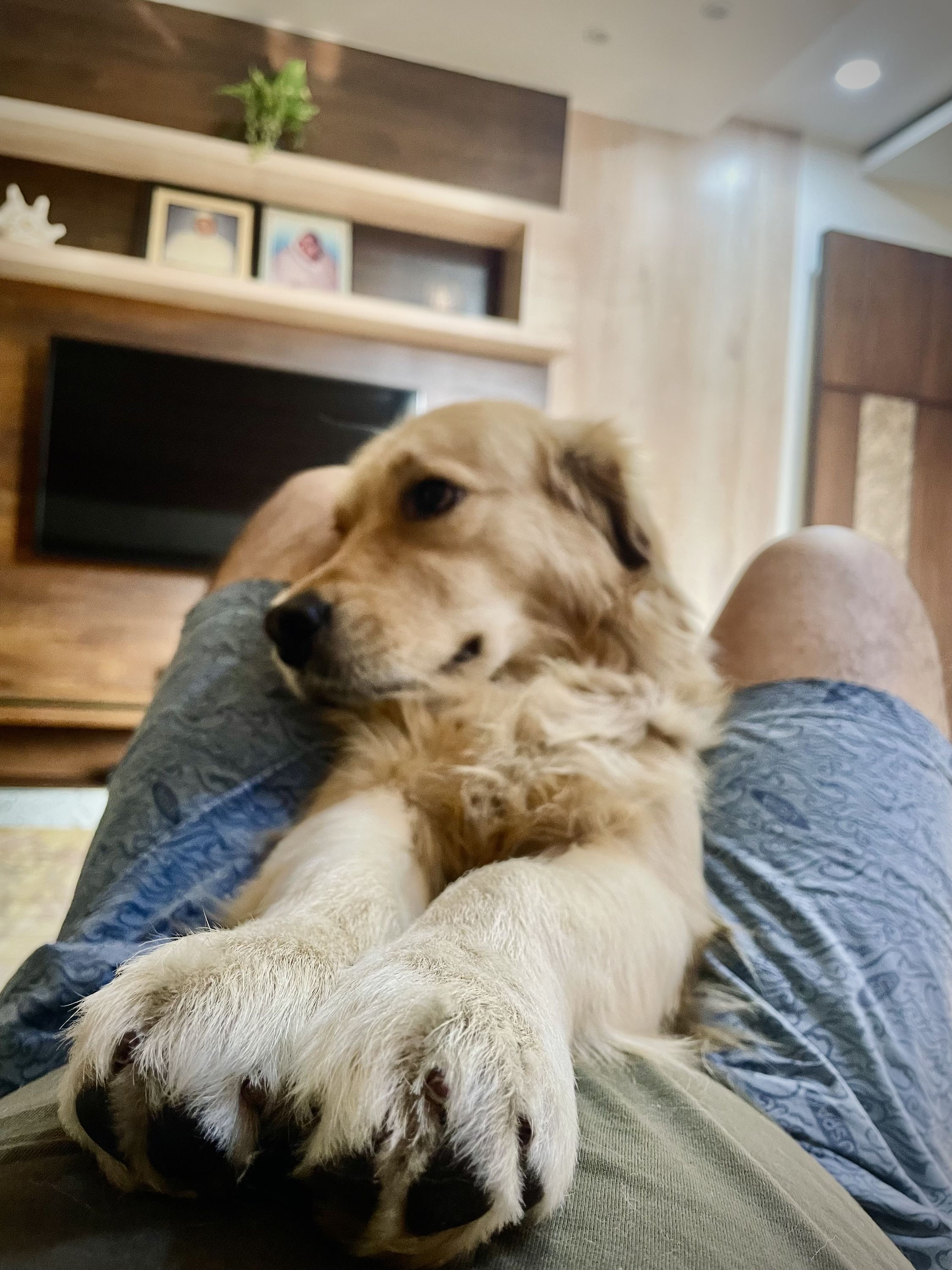 My puppy - Nala