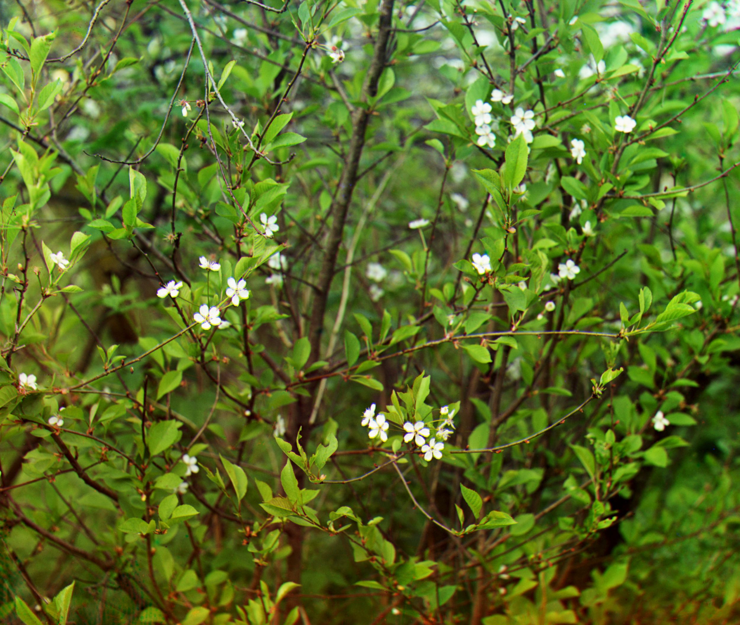 Cherry trees in flower