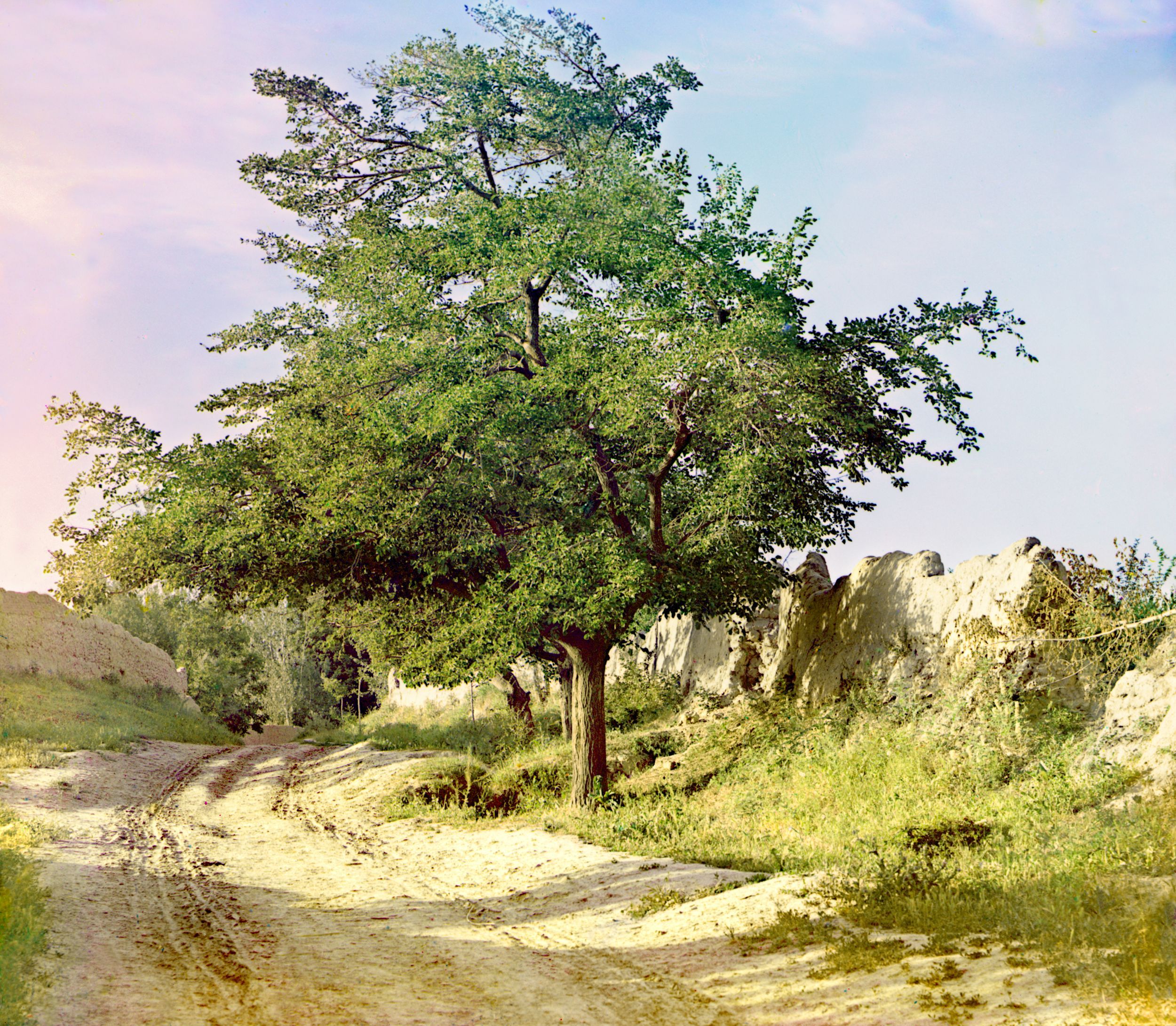 Mulberry tree. Samarkand