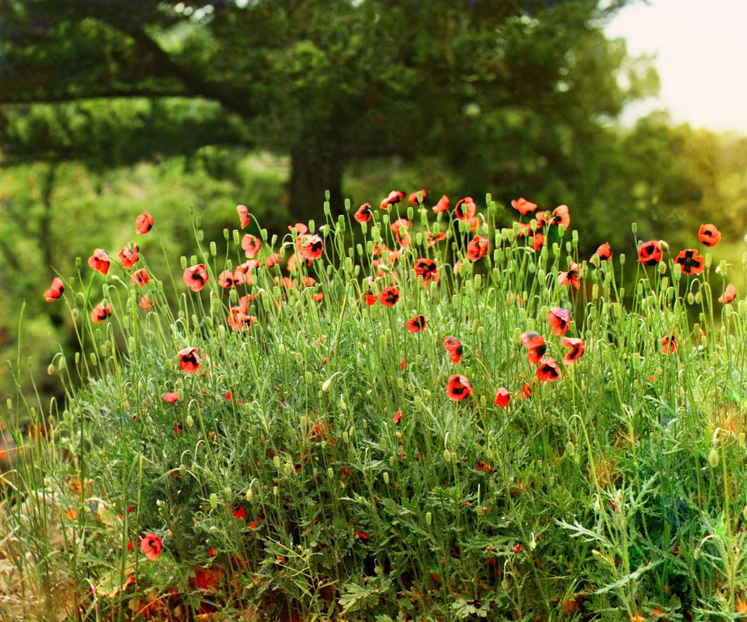 Field poppies