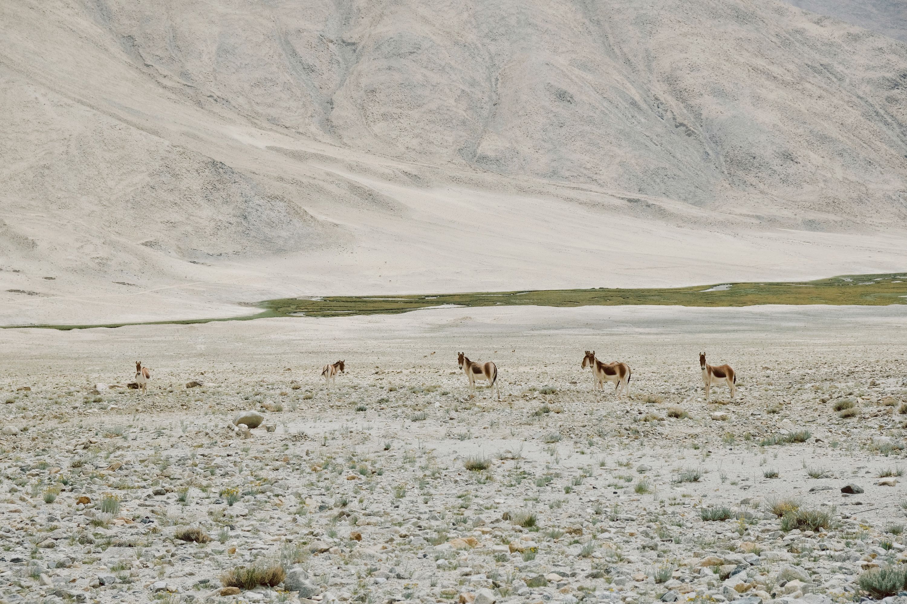 Kiangs somewhere in Ladakh, India. September 2021.