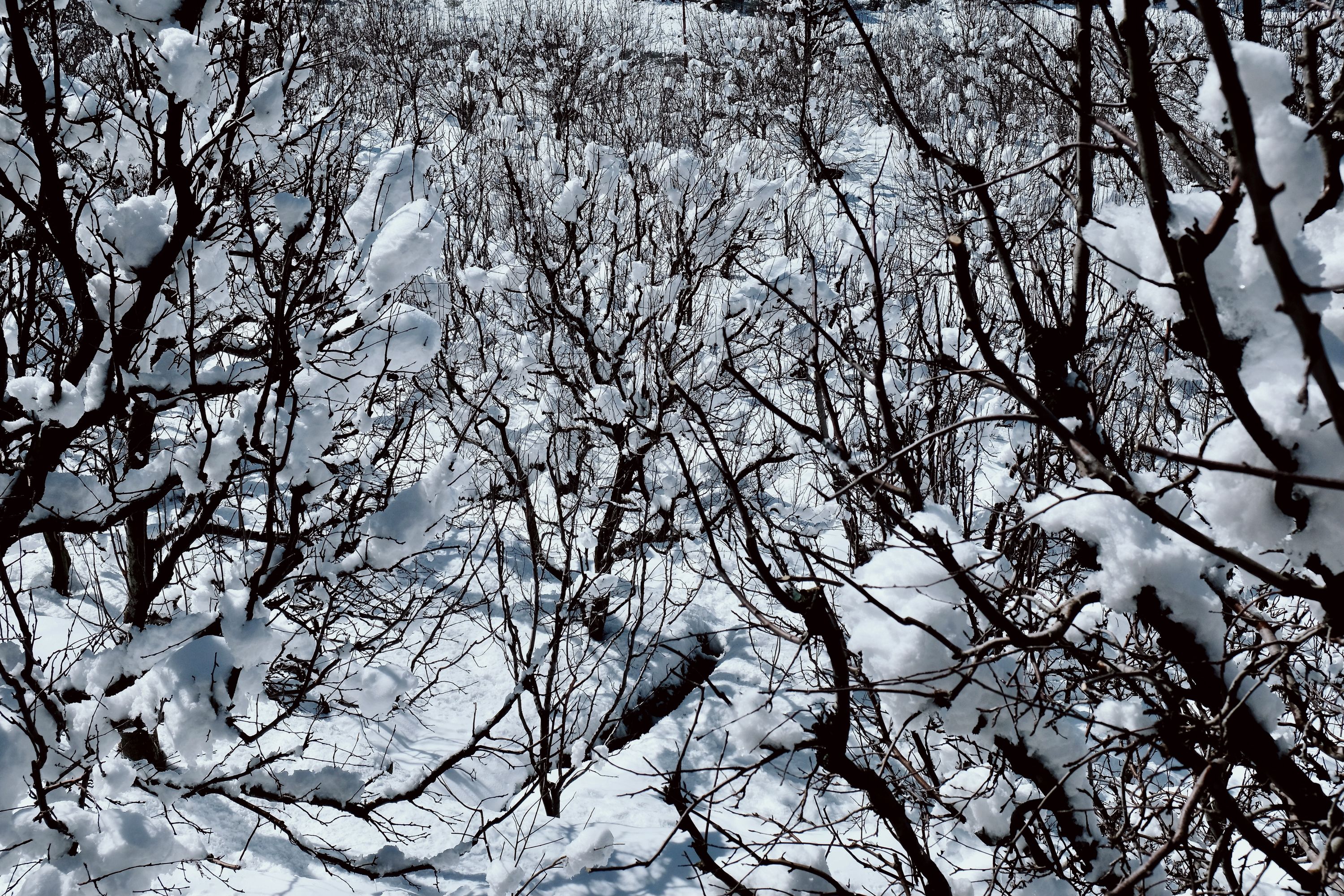 Snow in the apple orchard. Vashisht, Himachal Pradesh, India. February 2022.