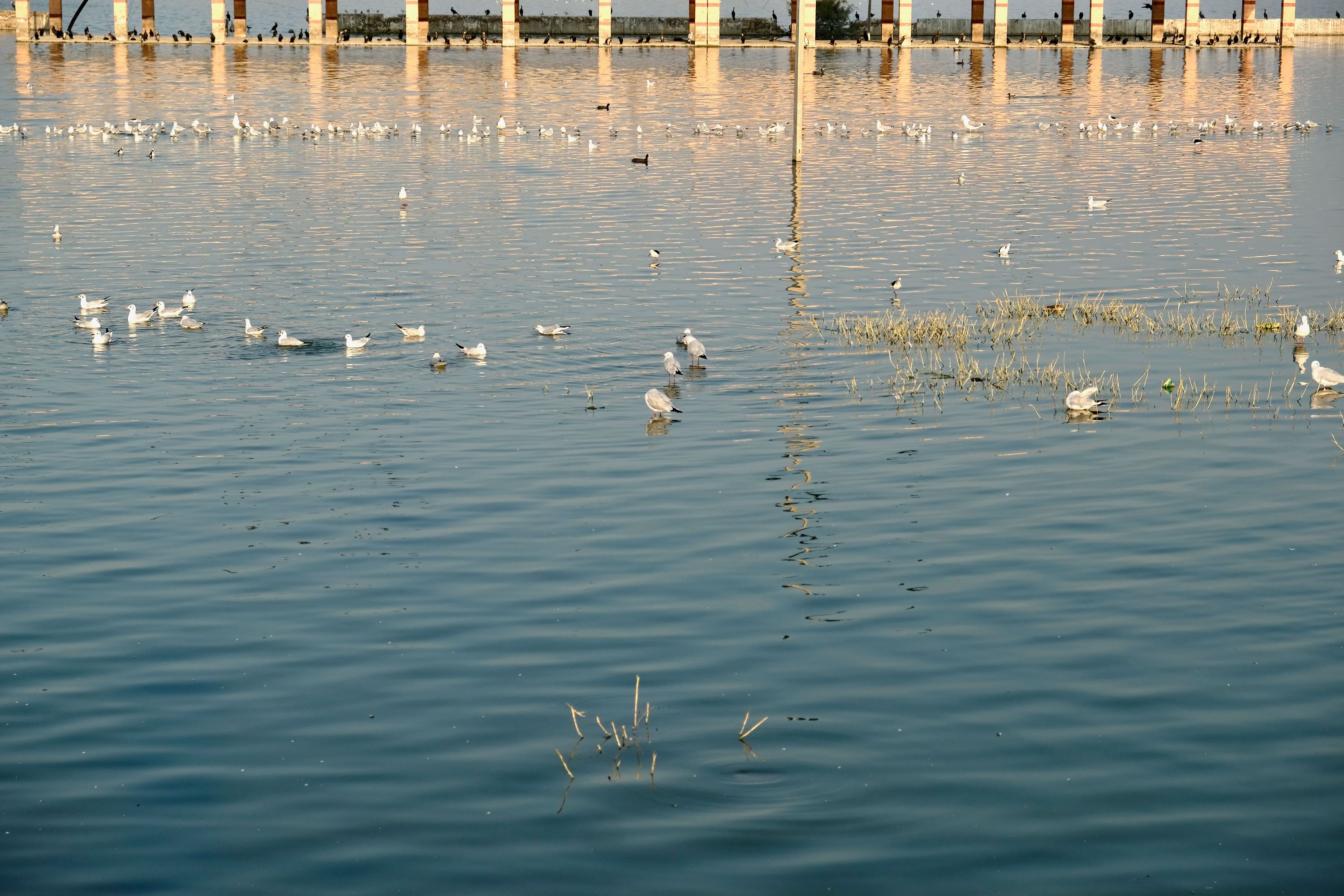 Migratory birds at the Ana Sagar lake. Ajmer, Rajasthan, India. January 2021.