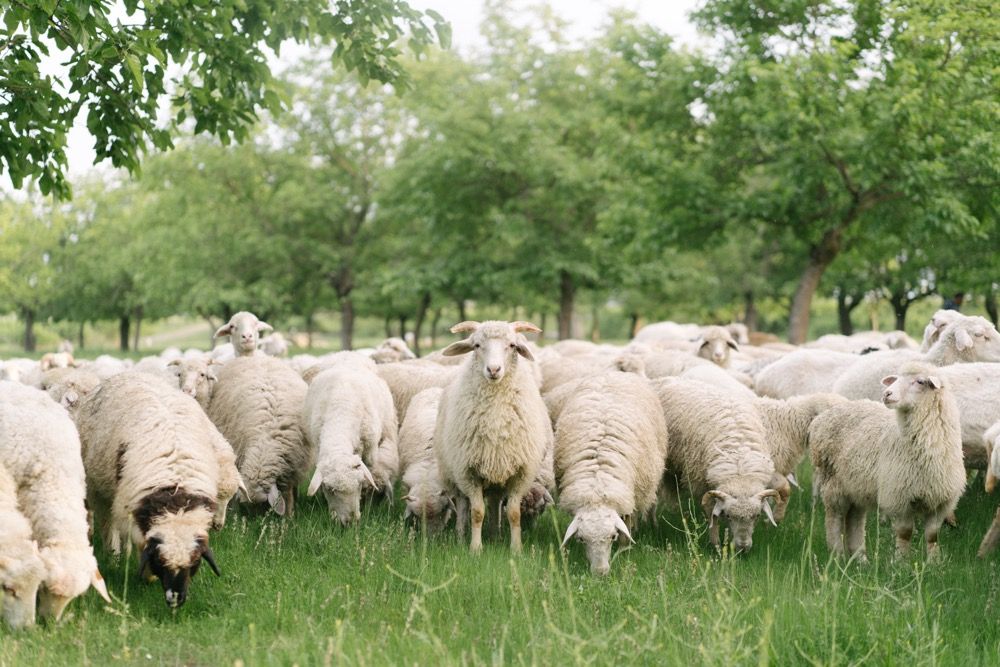 Flock of sheep grazing in a green pasture.