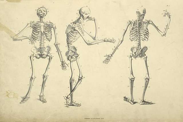 Drawing of three posed skeletons