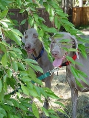 Lexi and Gitte, our two weims.