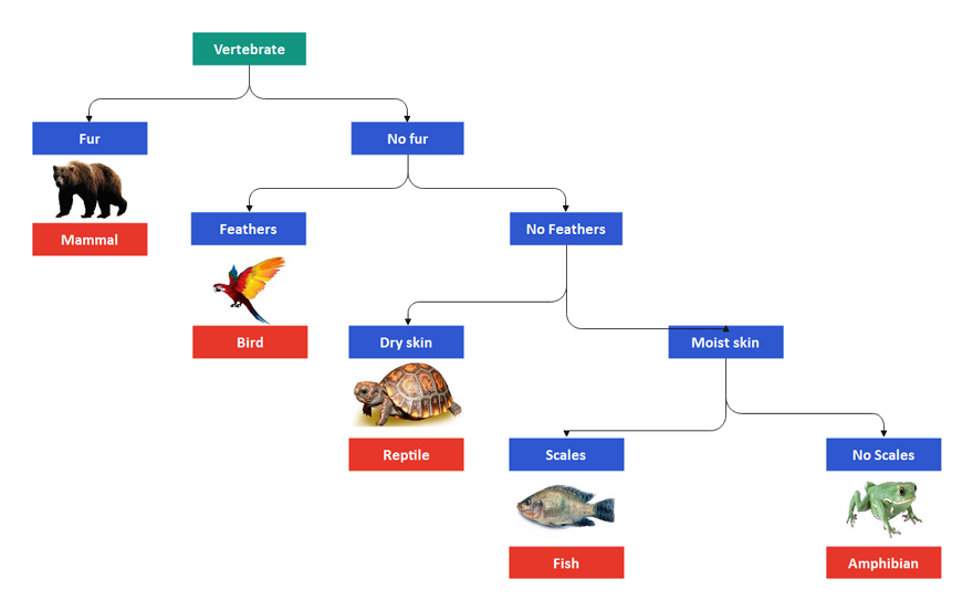 Free Editable Dichotomous Key Examples | EdrawMax Online