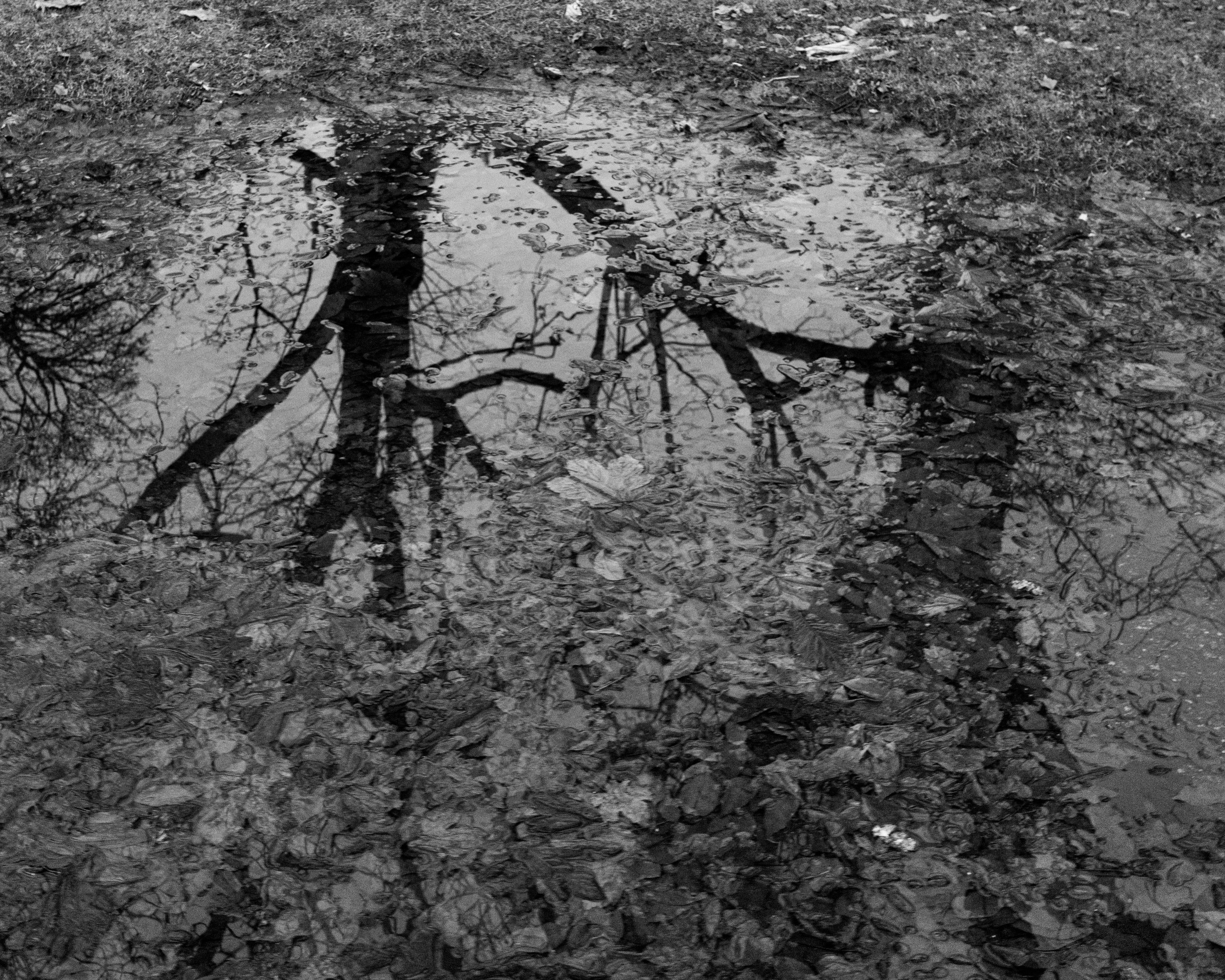 Winter Tree Reflection 1