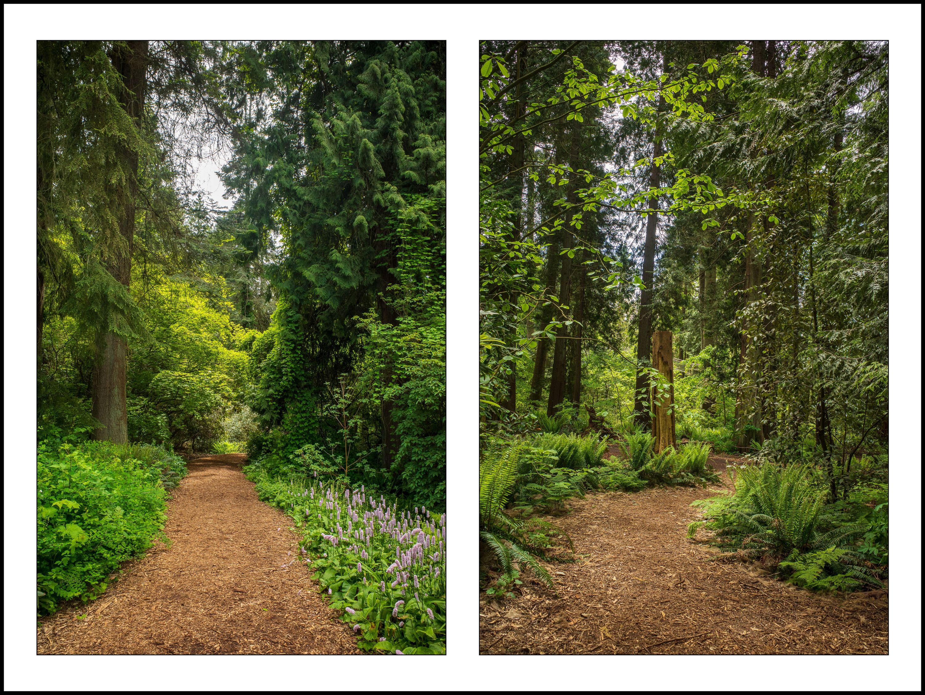Forest Path, Leica M10 & 50mm Sonnar