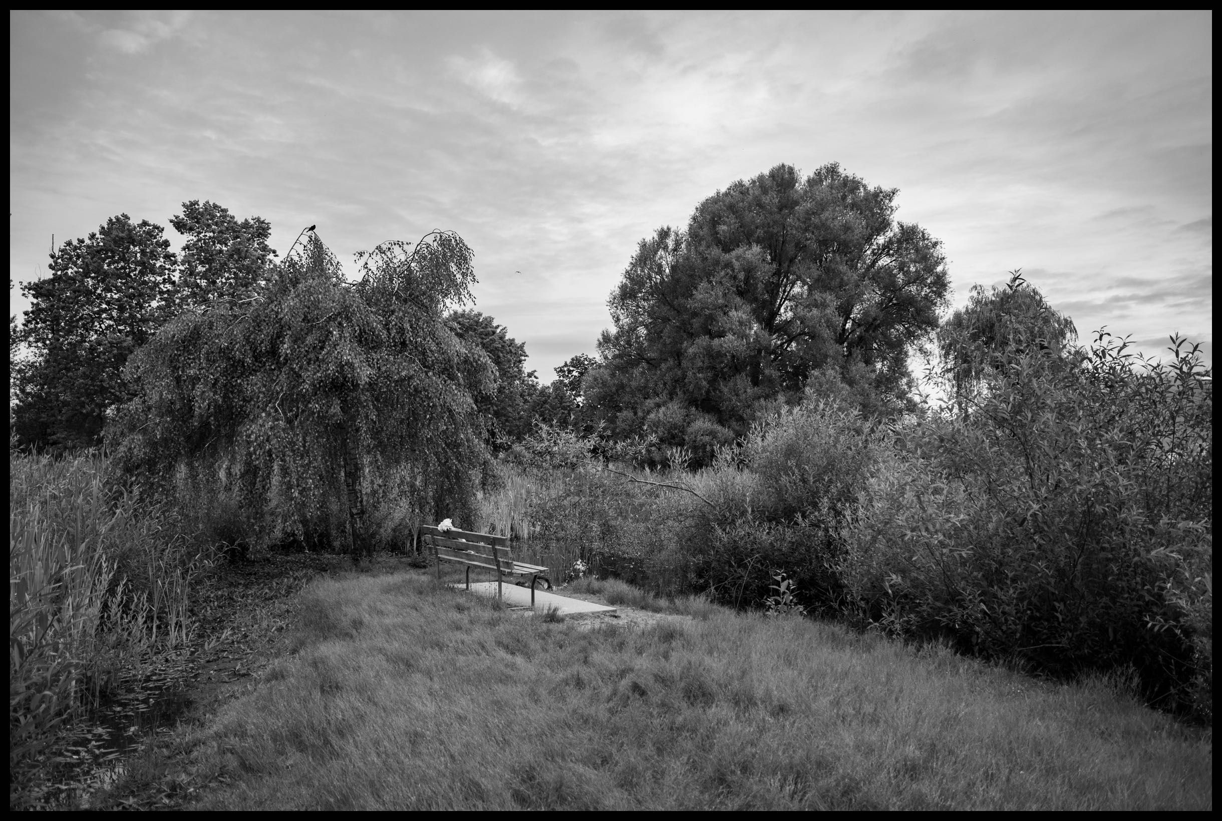 Bench at the pond - Leica CL & 18mm Elmarit