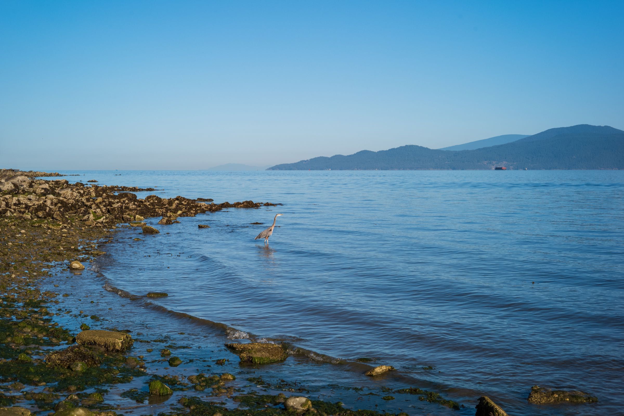 Herron - I watched this guy for a good 10 minutes. He didn’t seem to be fishing just wading along the beach enjoying the quiet morning.