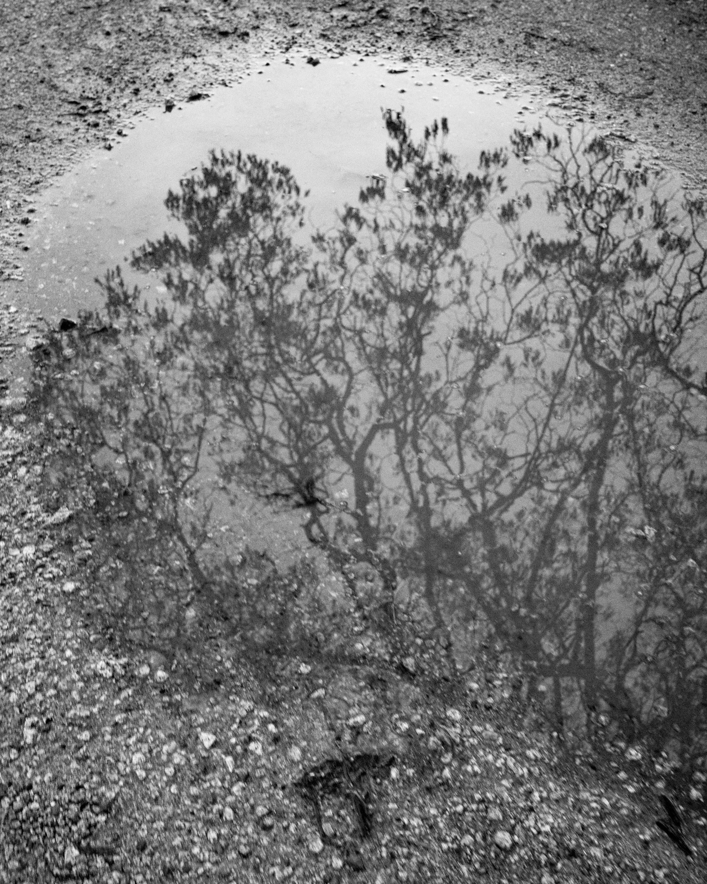 Winter Tree Reflection 2