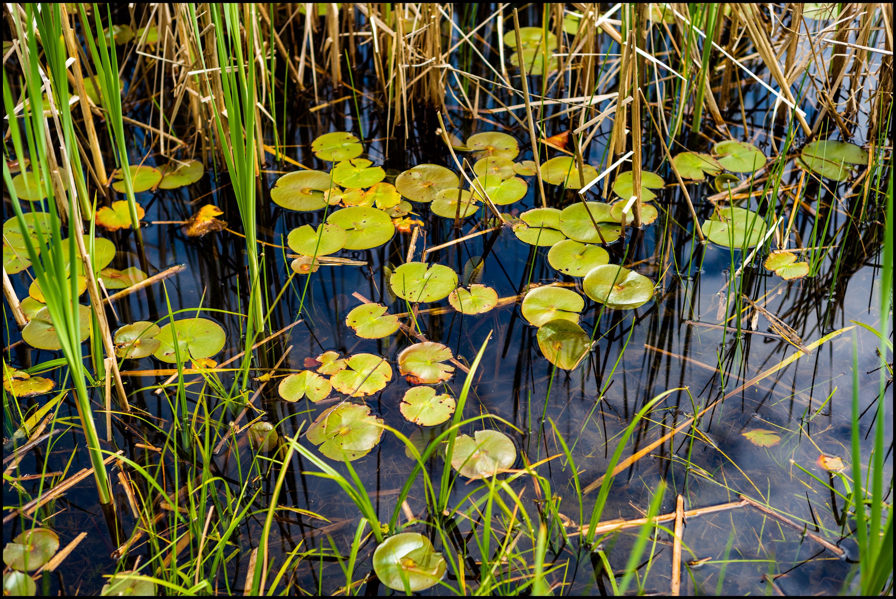 Lilly Pads, Leica M10 & 50mm Sonnar