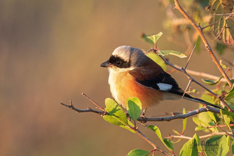 A Bay Backed Shrike enjoying the morning light by Hari K Patibanda