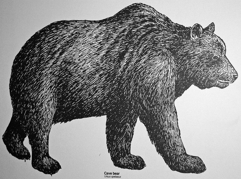 Cave bear rendering