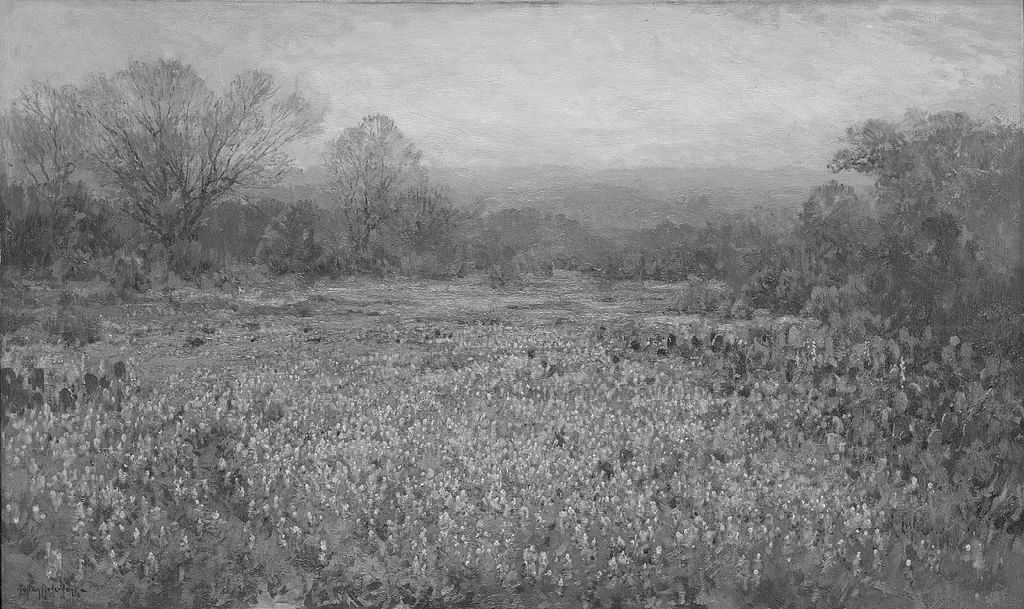 A field of bluebonnets