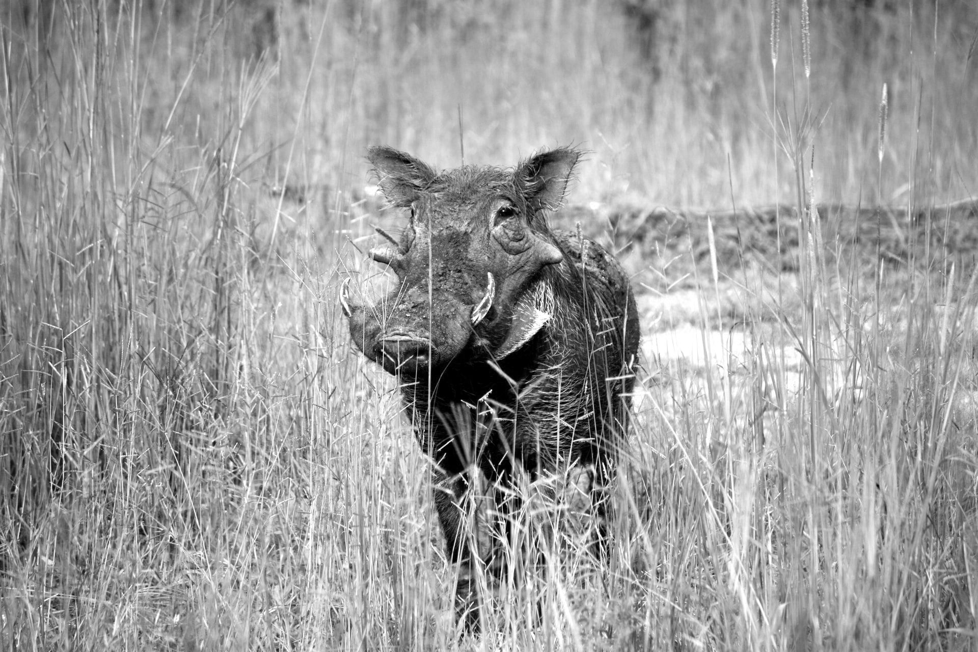 A warthog in South Luangwa National Park, Zambia