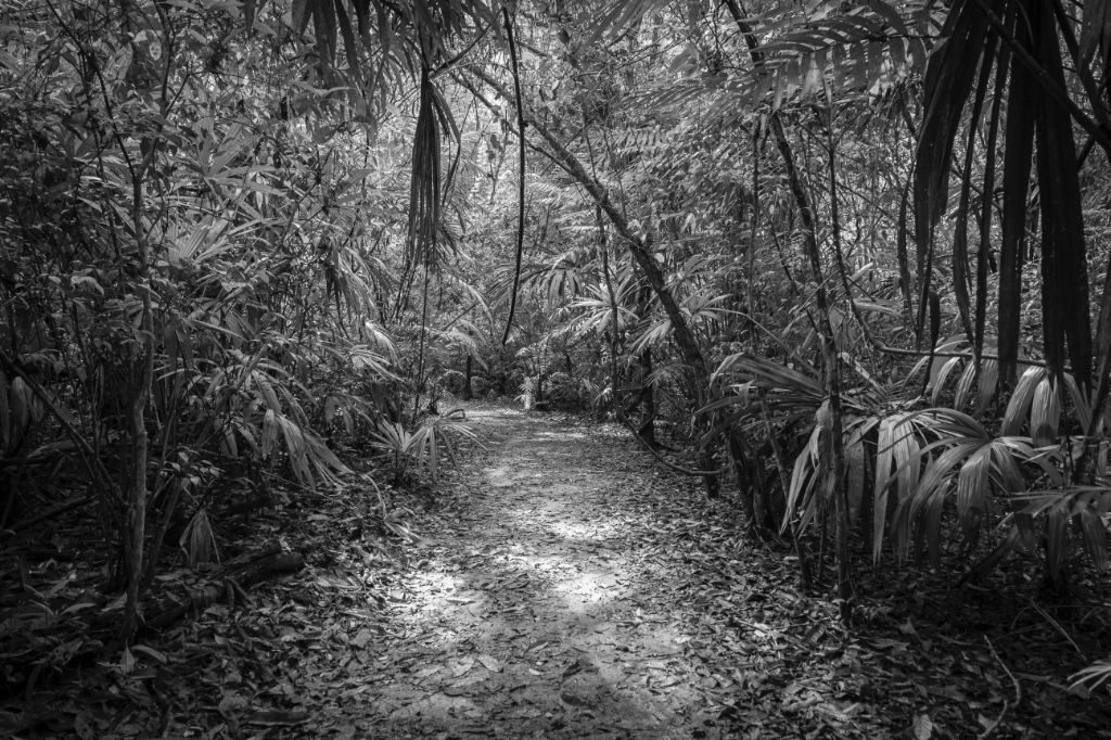 A clearing in the jungle around Tikal, Guatemala