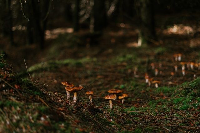 A group of mushrooms growing in the woods