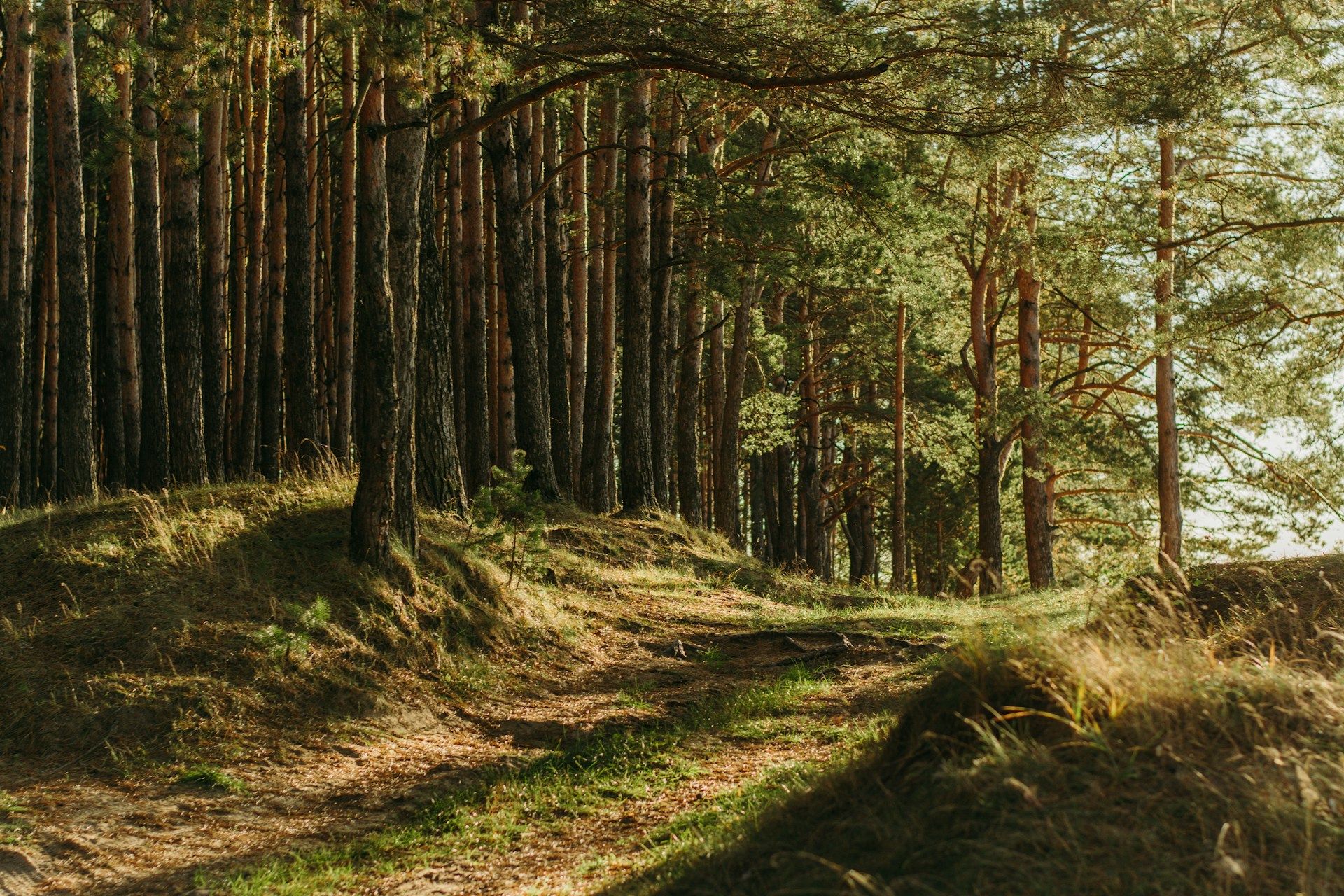 Green-leafed trees with a pathway through them