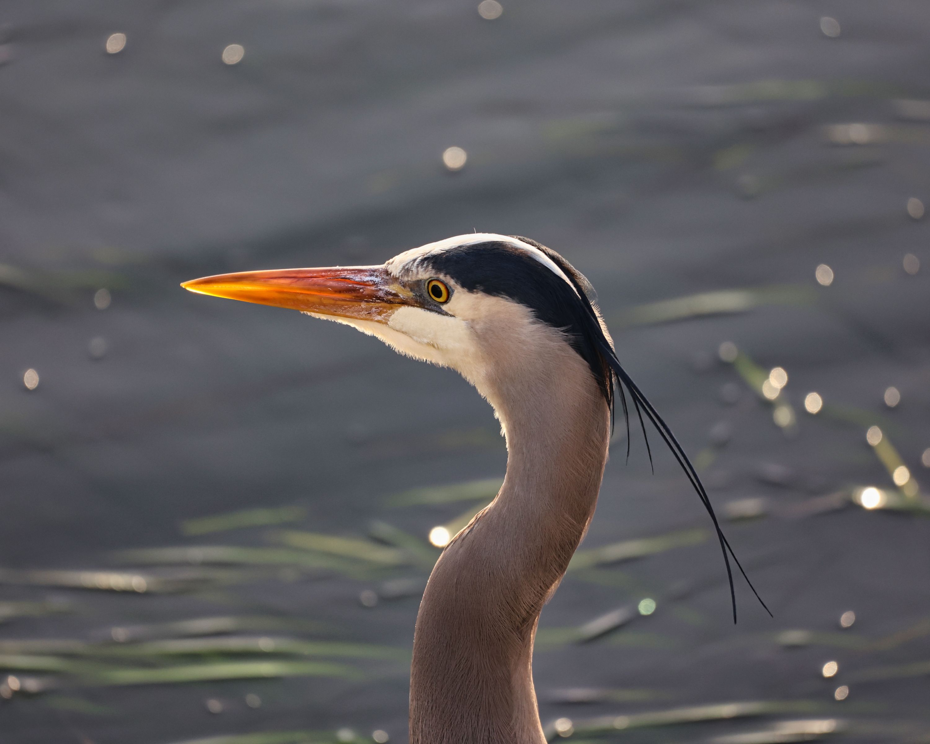 morro bay heron