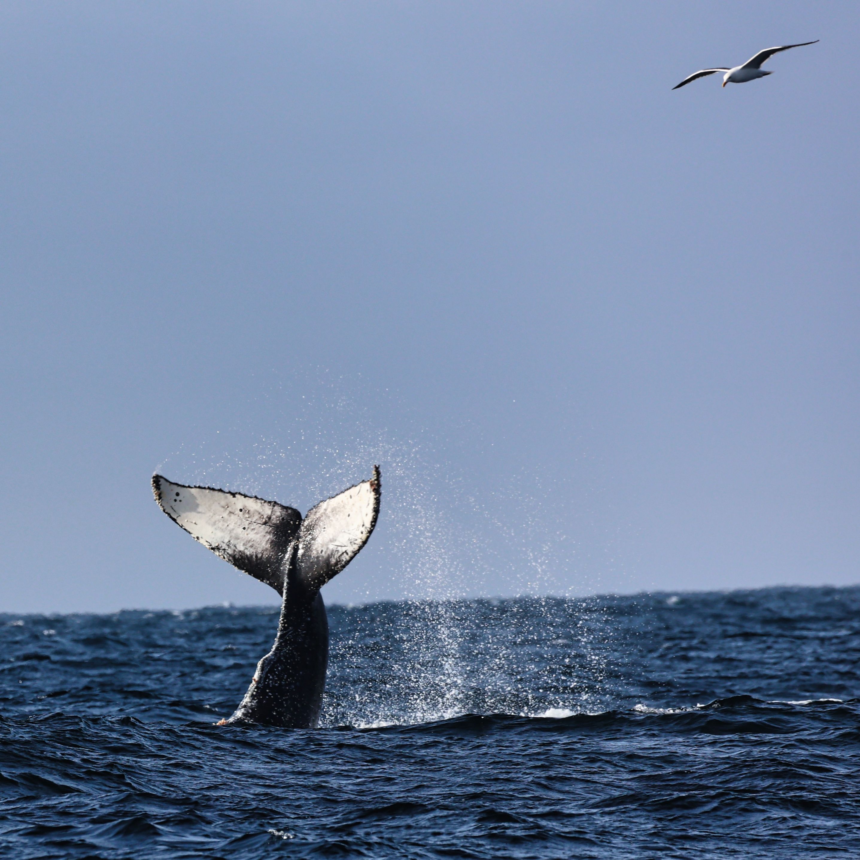 whale tail near santa rosa island