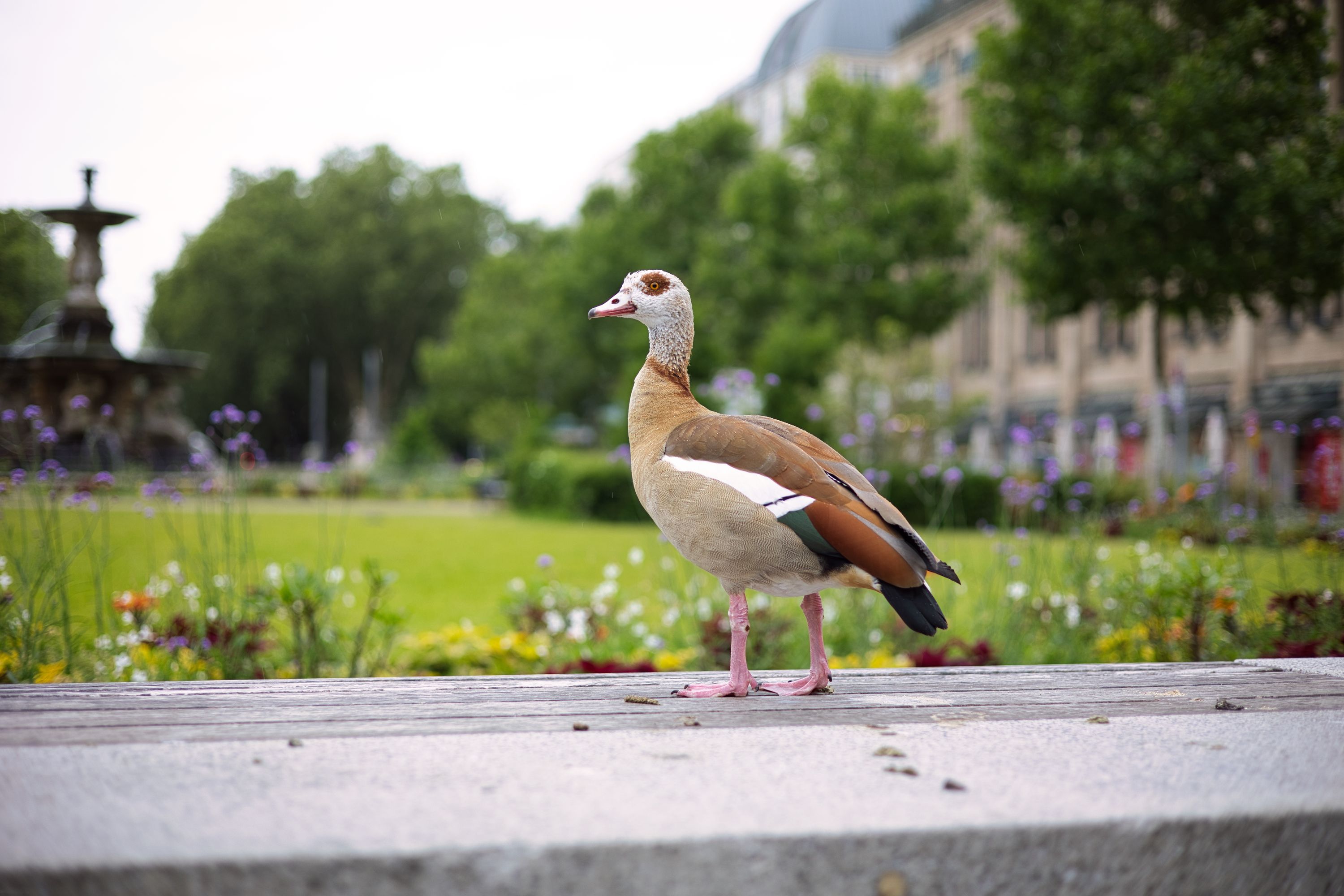 30 the smartest looking duck in dusseldorf