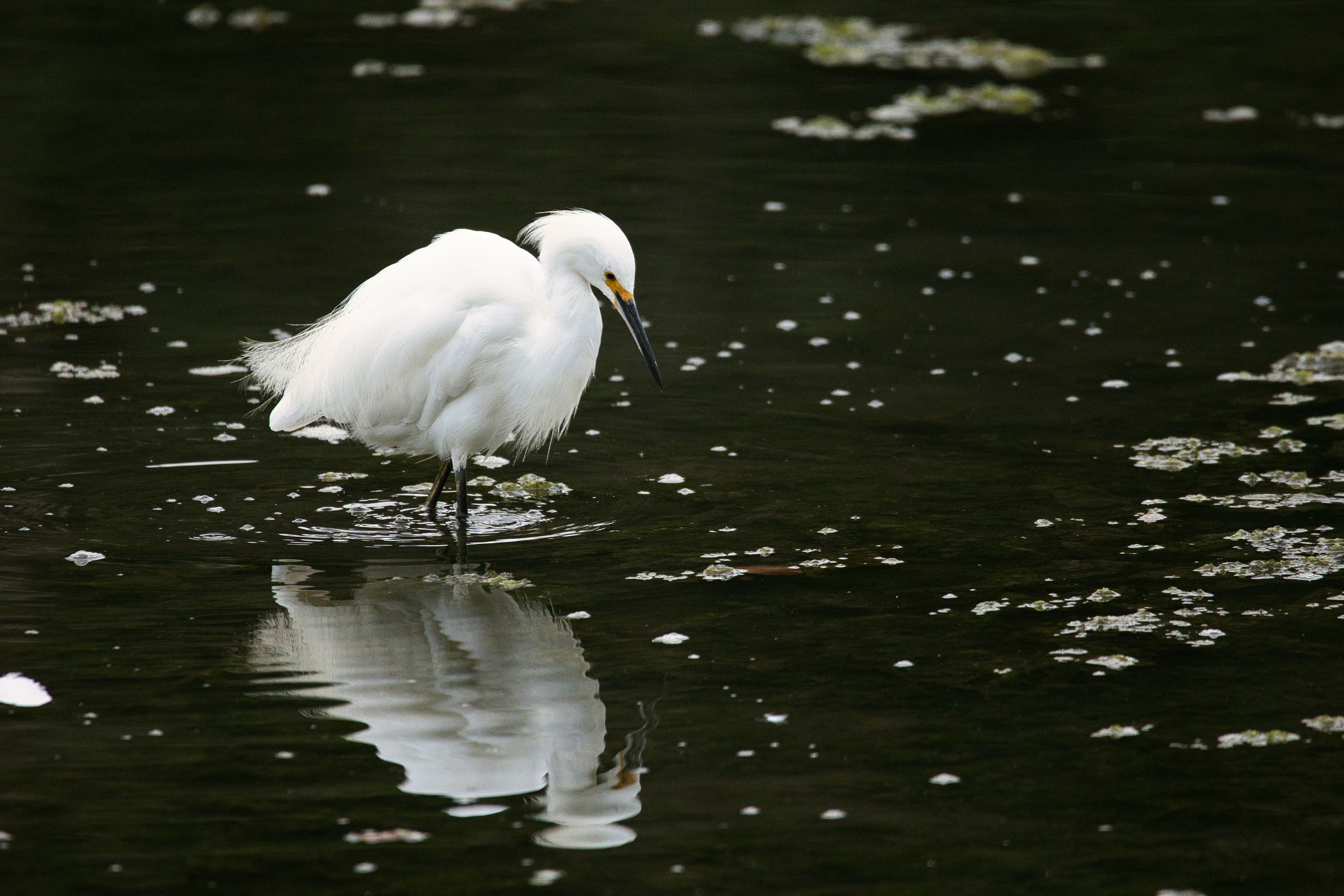 snowy egret reflecting