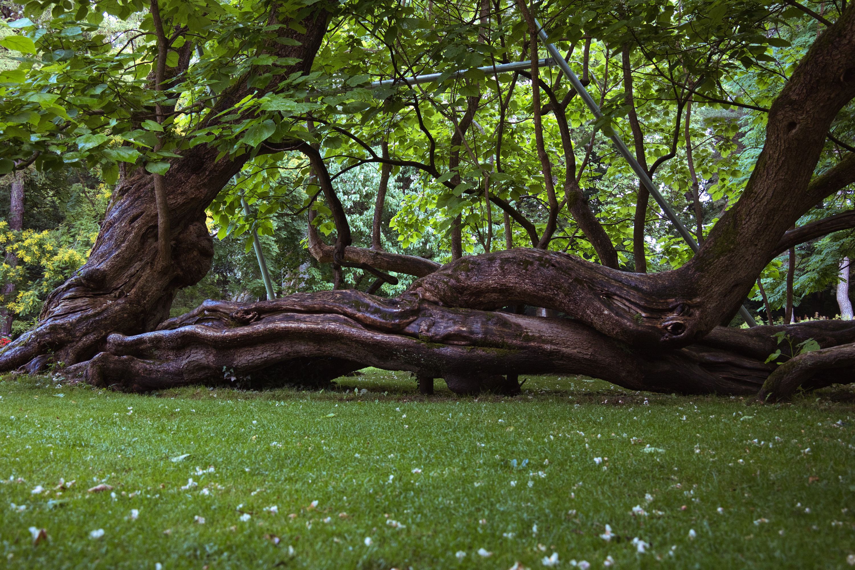 80 gnarled tree