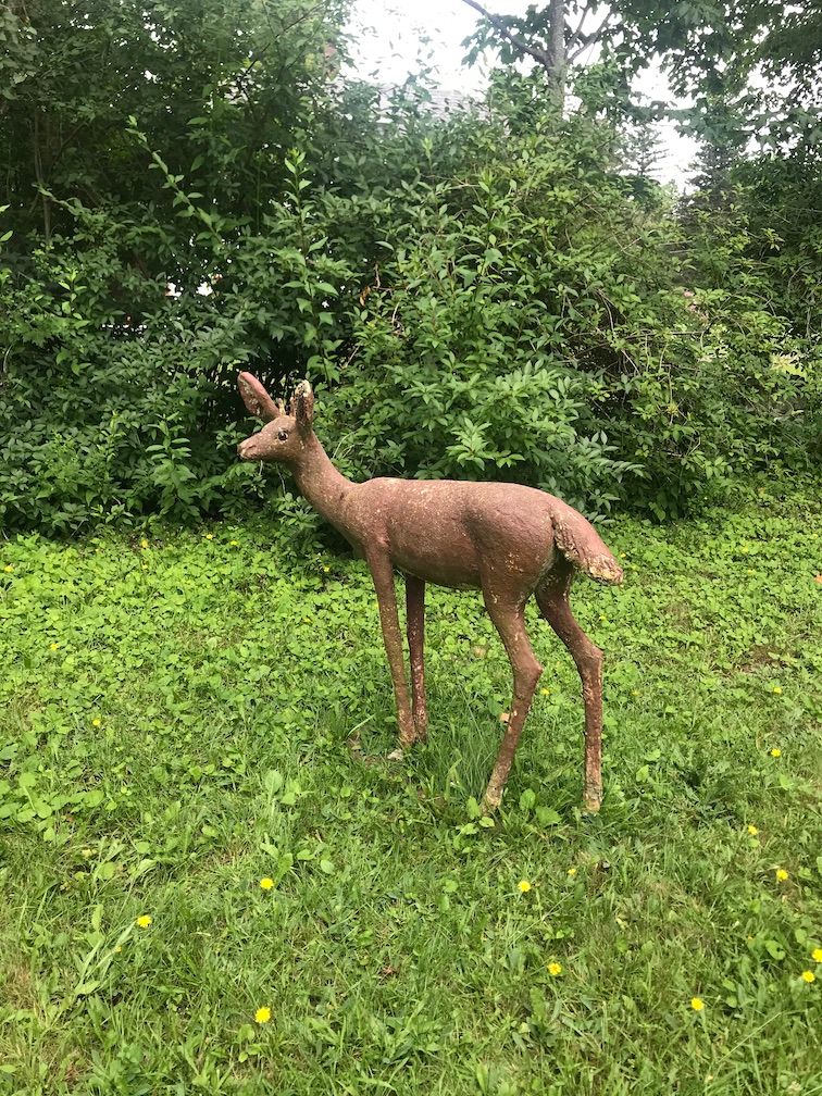 One of the deer seen today