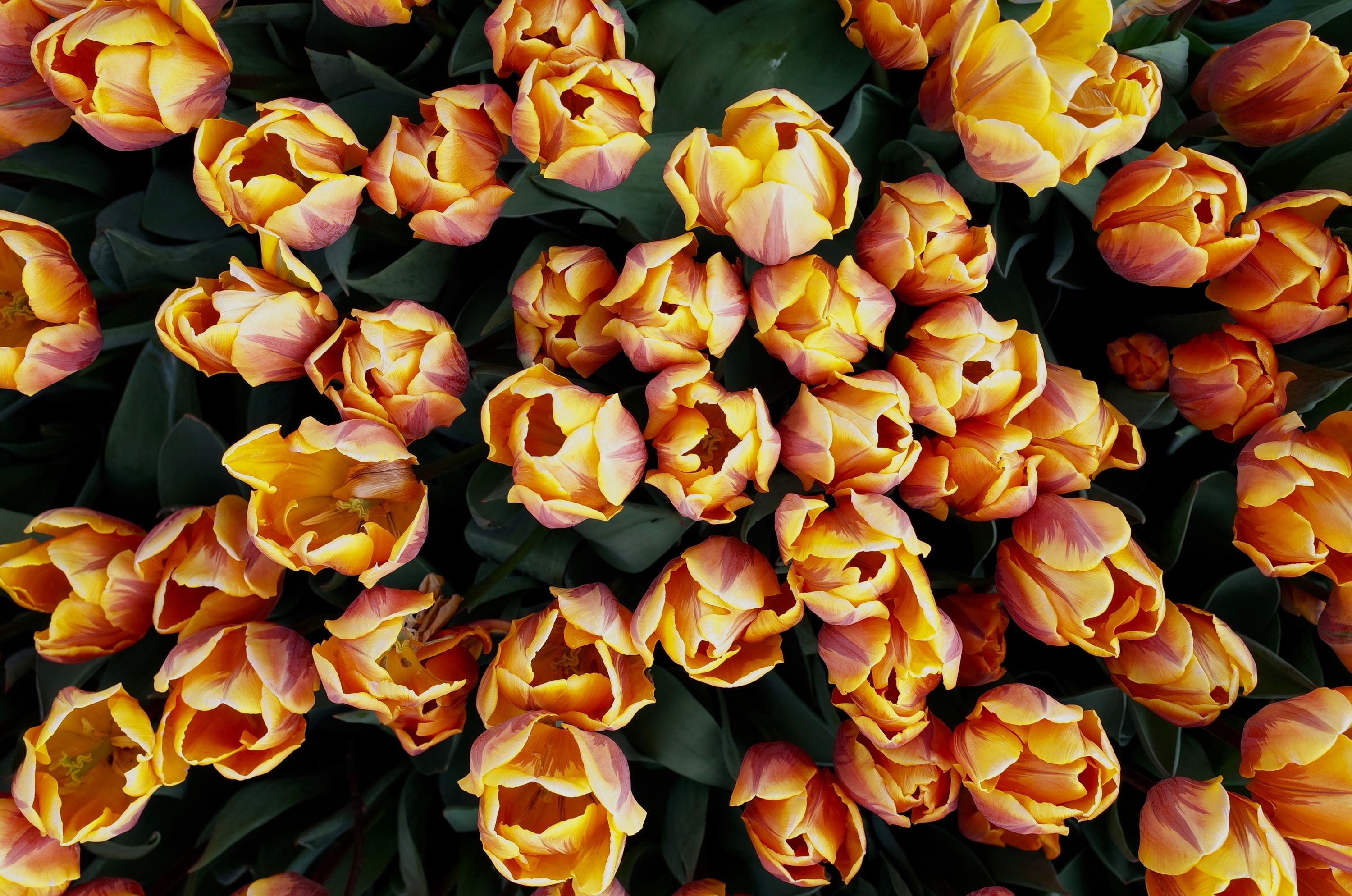 tivoli-tulips 34371569136 o