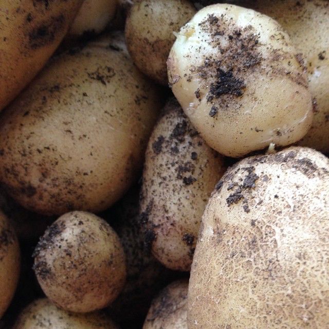 yet more spuds 49002488022 o