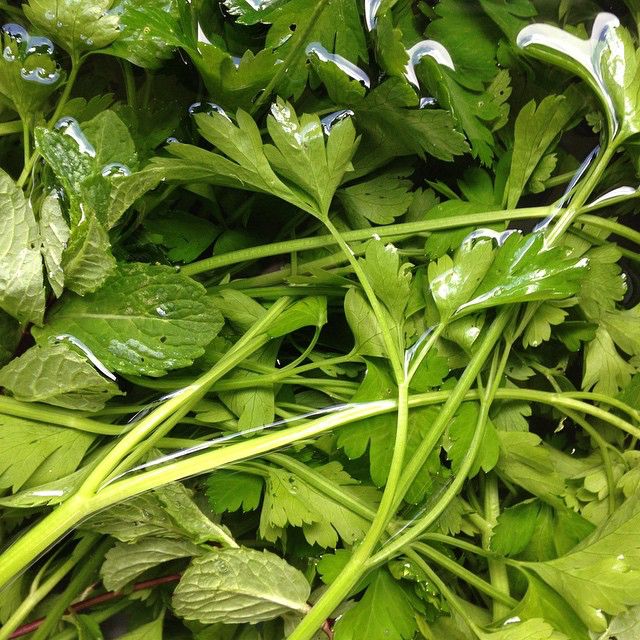 mint and parsley from the garden 49001745043 o