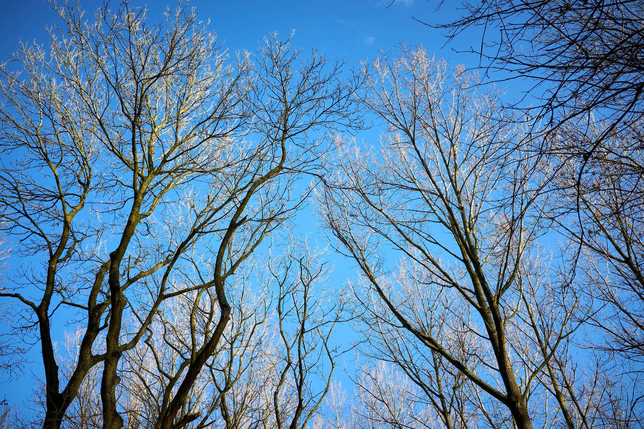 bare trees against blue sky
