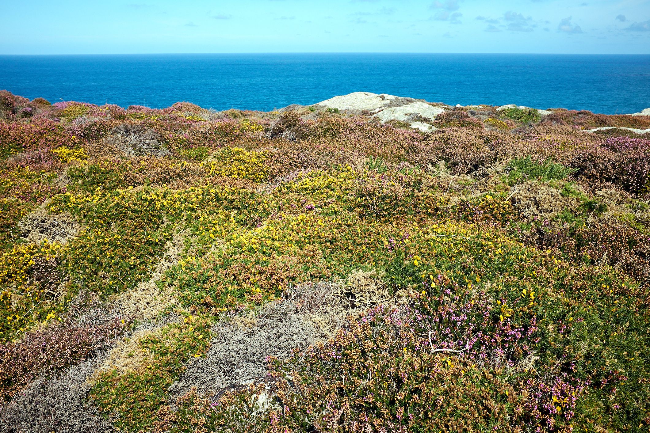 heather and gorse