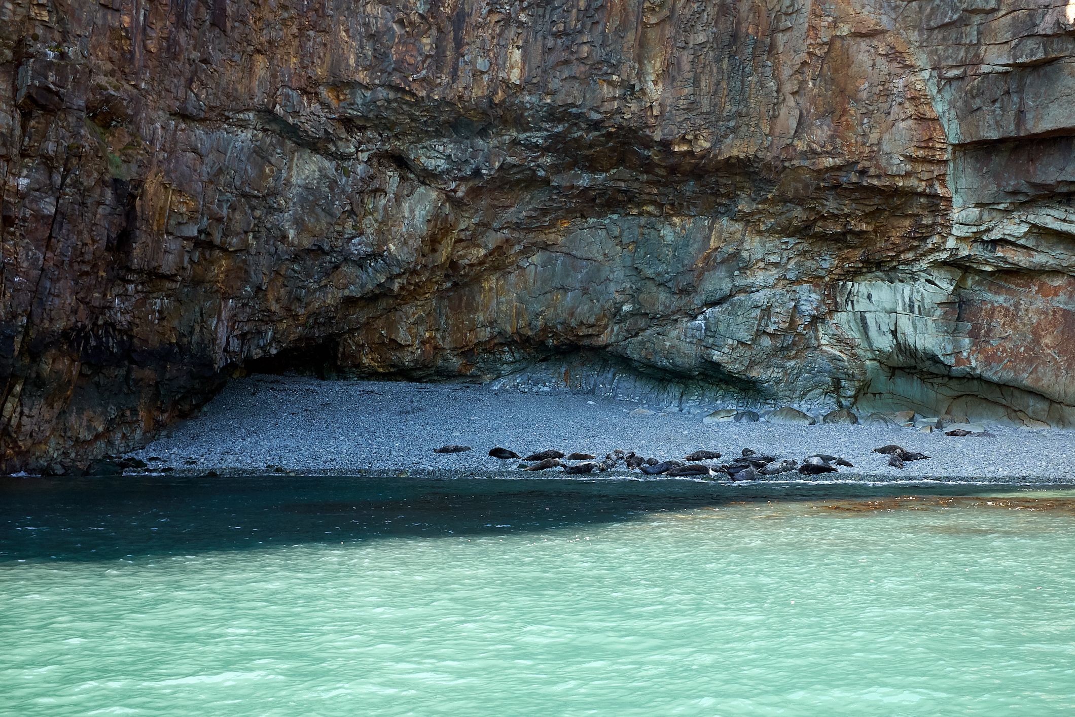 seals on beach