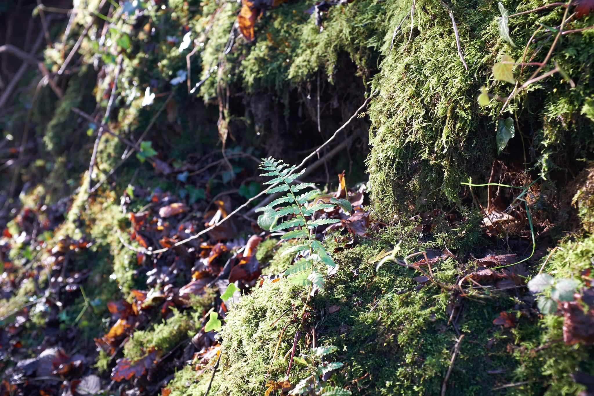 little fern
