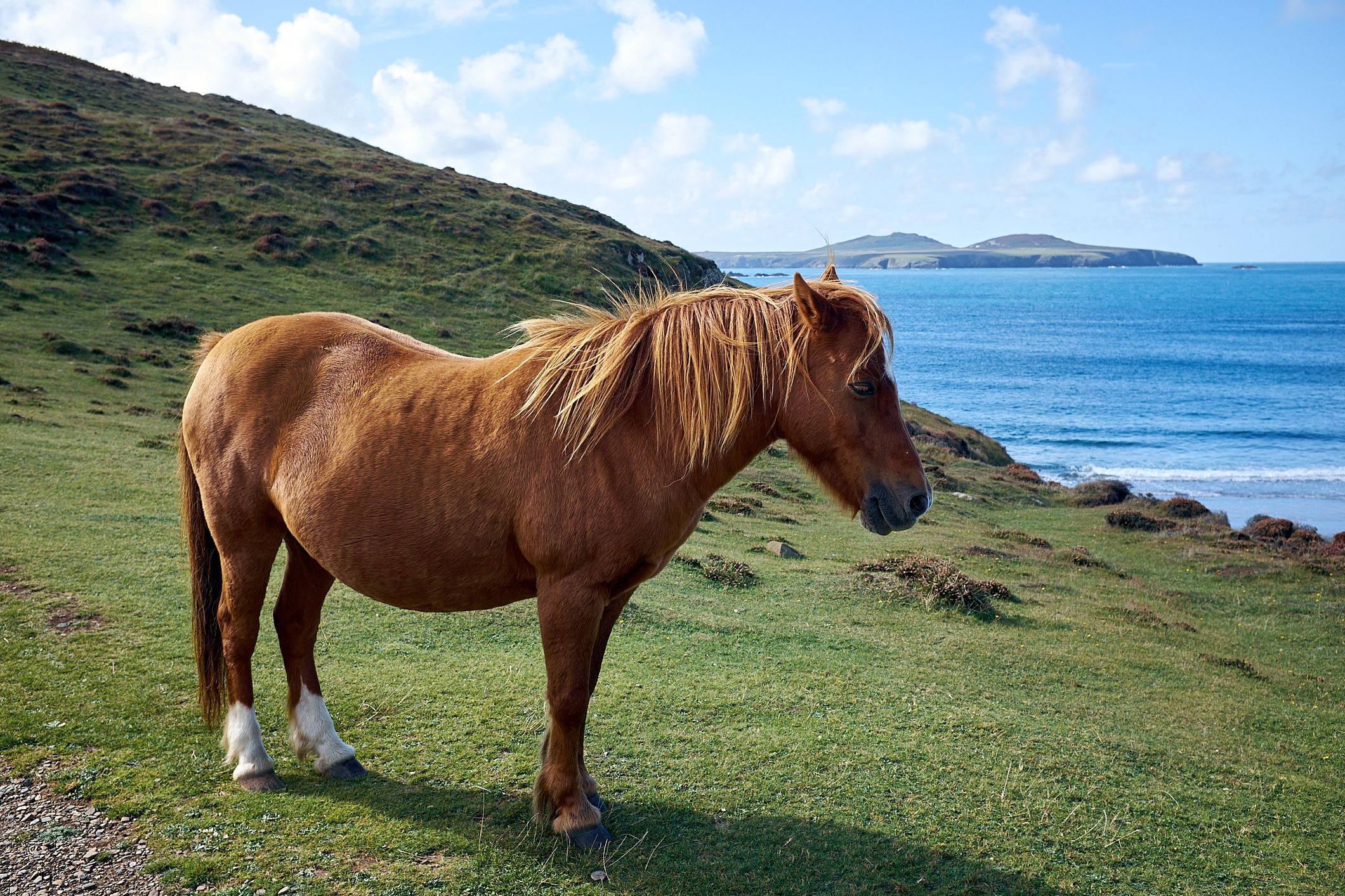 chestnut pony