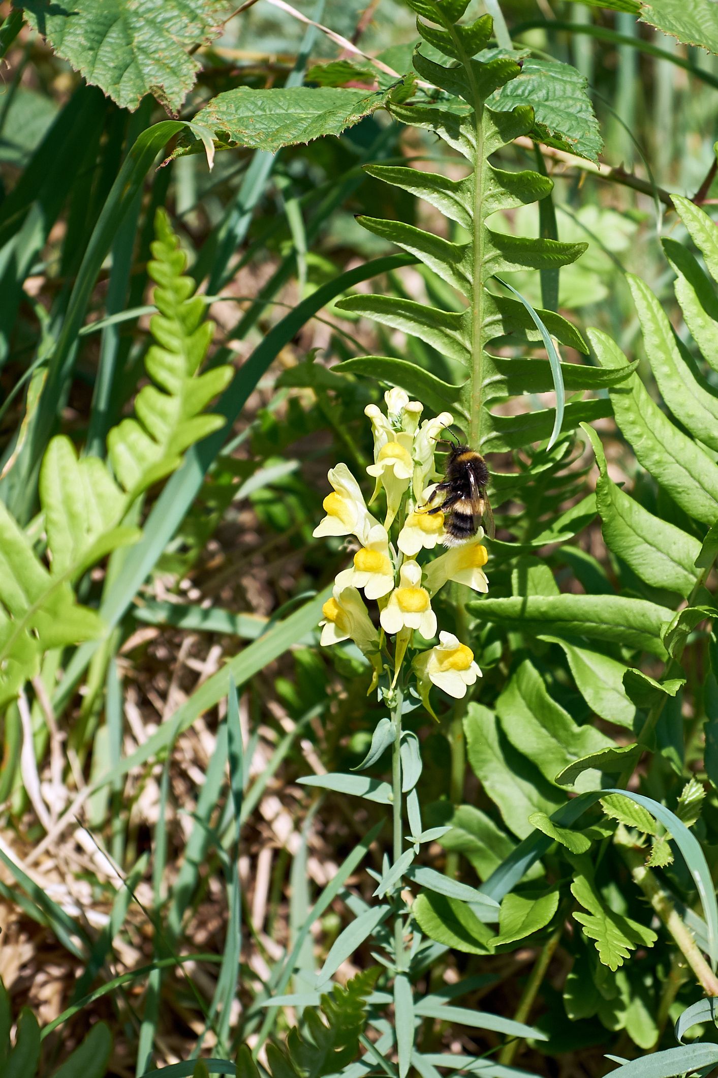 toadflax and bee