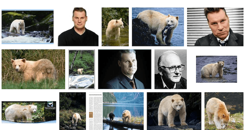 image search results for kermode