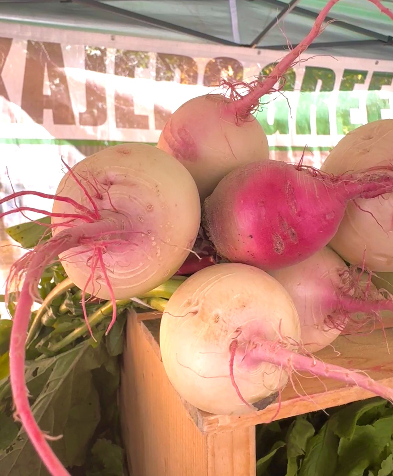 market radishes