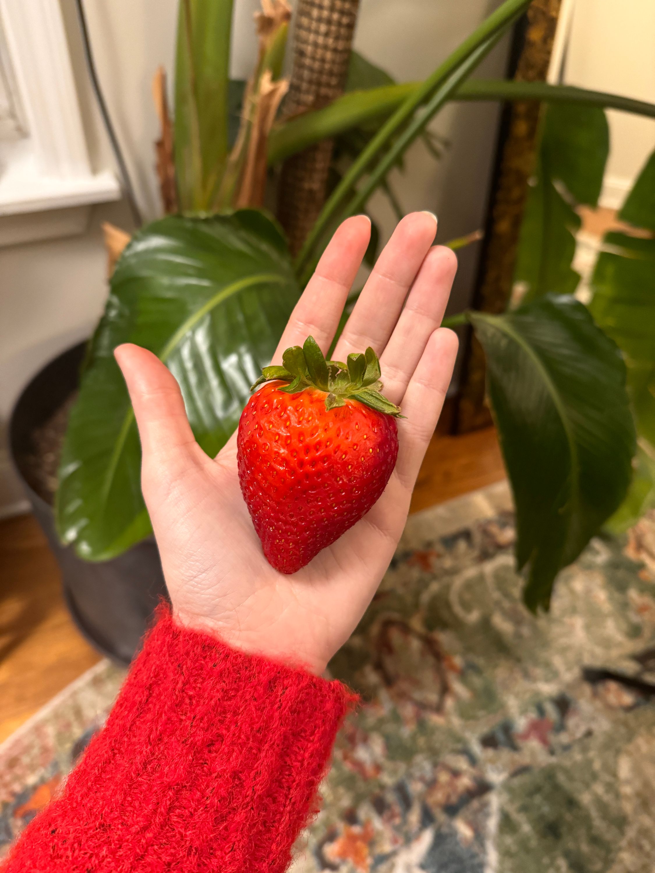 strawberry