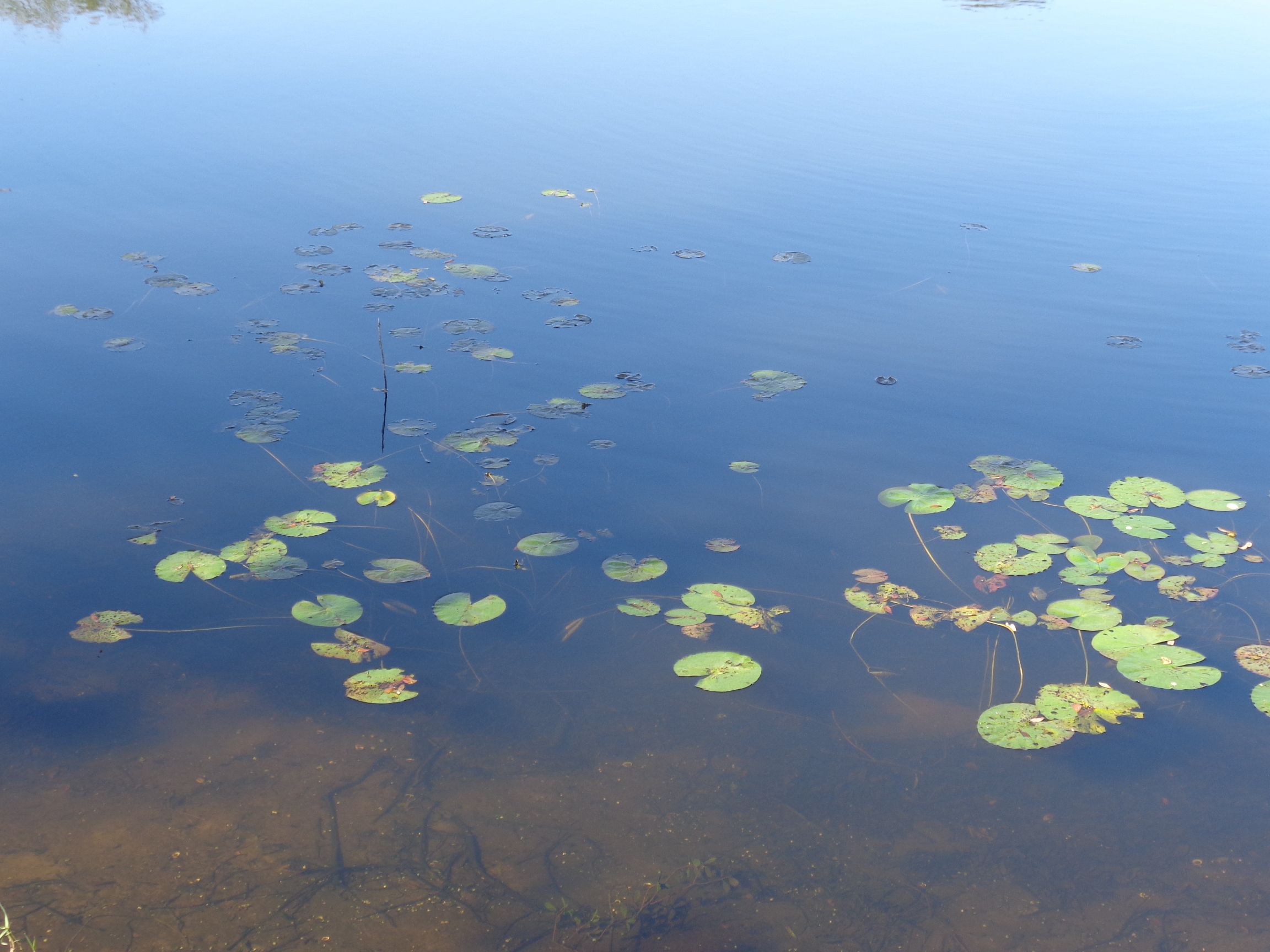 lily pads