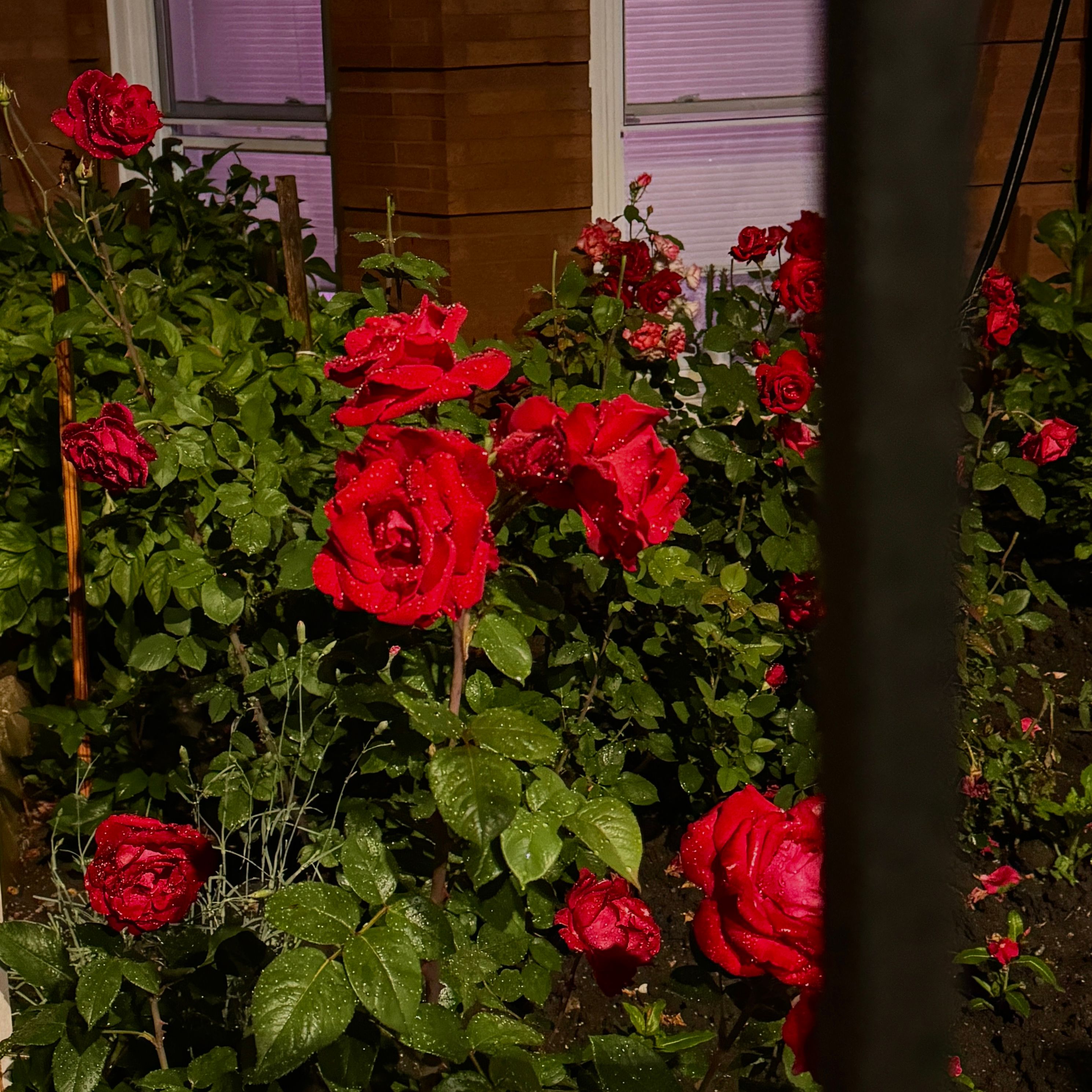 dewy roses